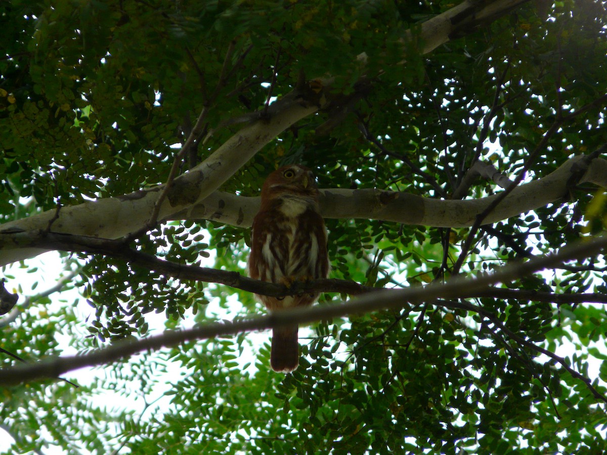 Ferruginous Pygmy-Owl - ML638469183