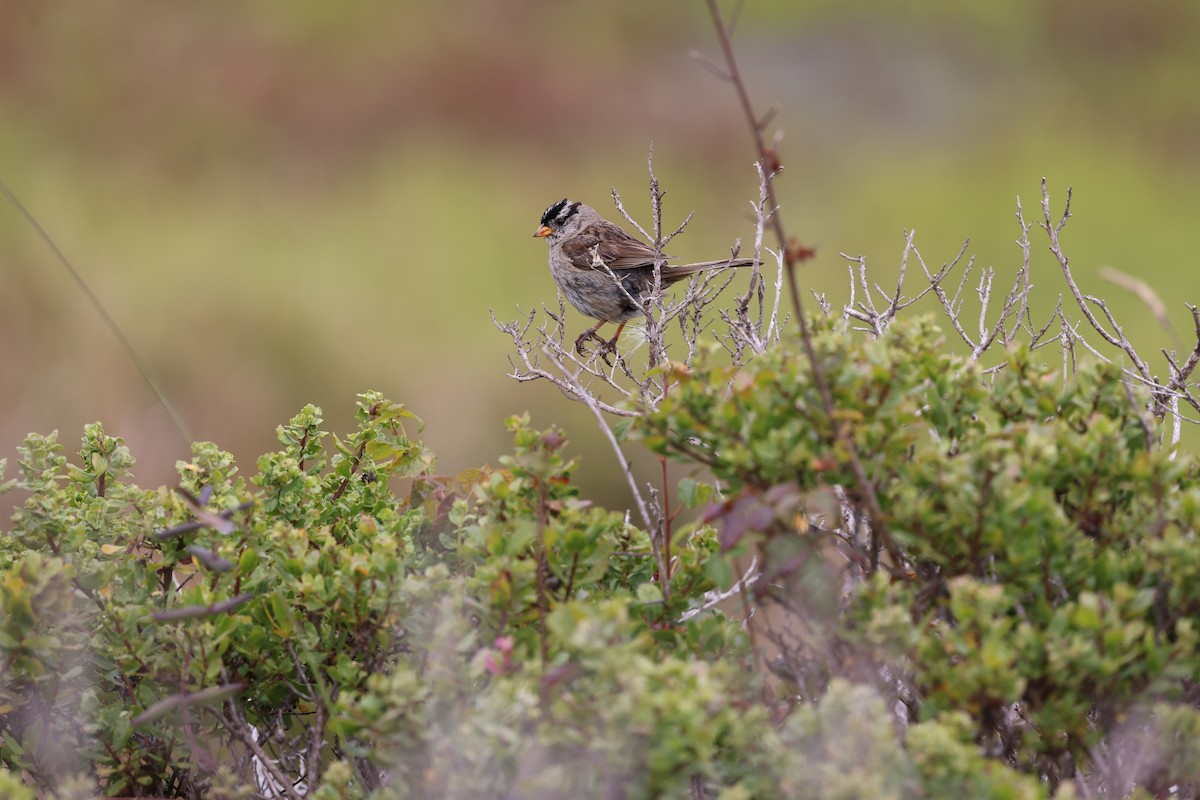 White-crowned Sparrow - ML638469197