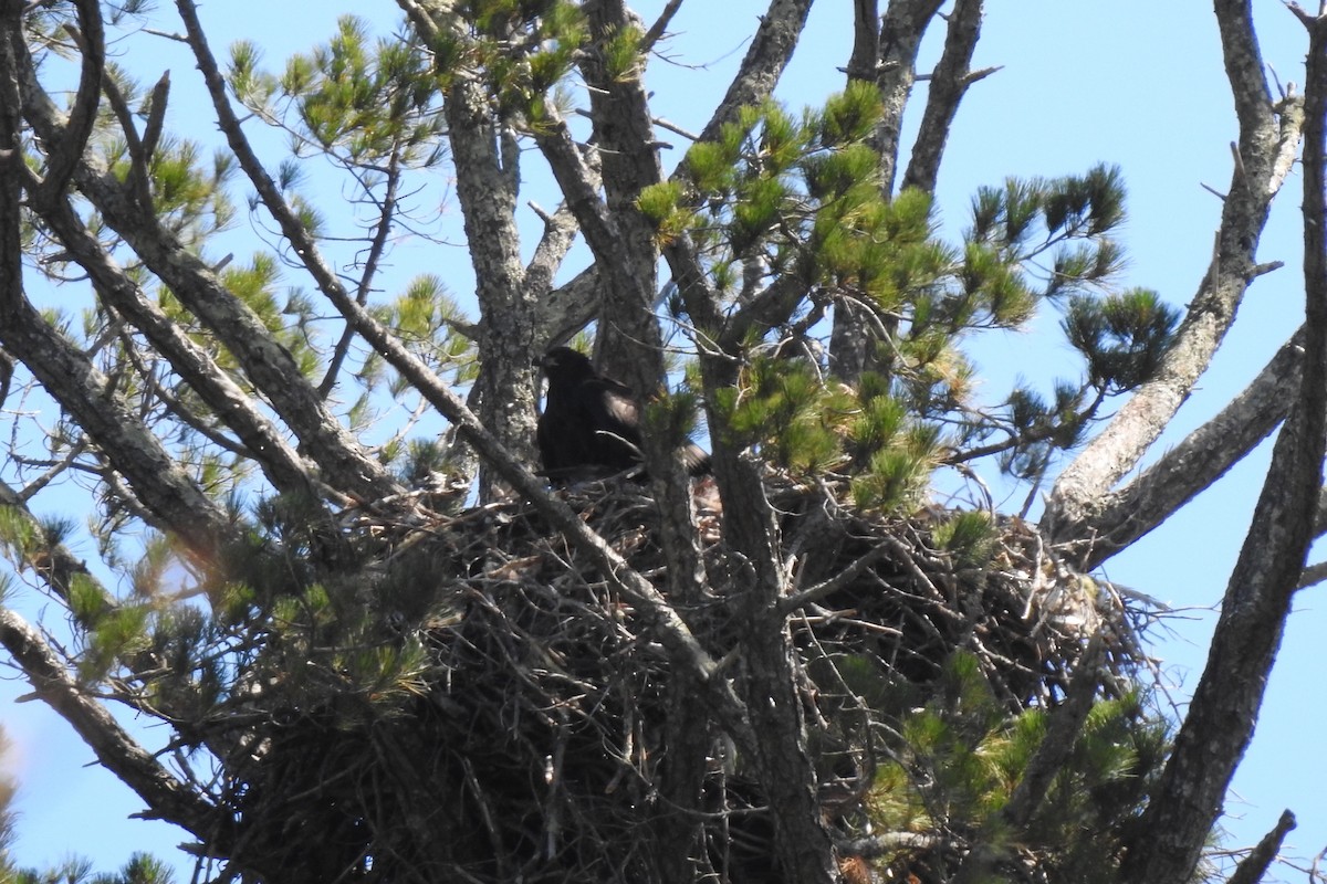 Weißkopf-Seeadler - ML638469213