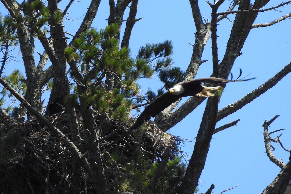 Weißkopf-Seeadler - ML638469215