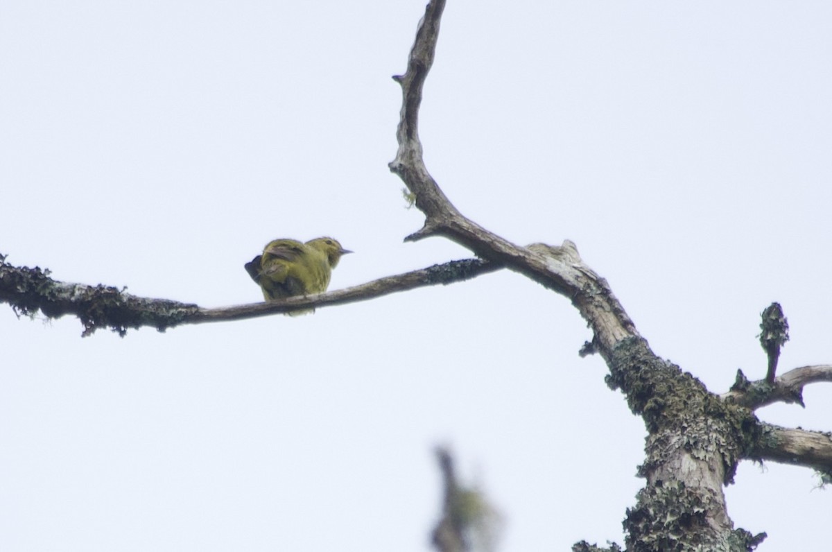Orange-crowned Warbler - ML638469220