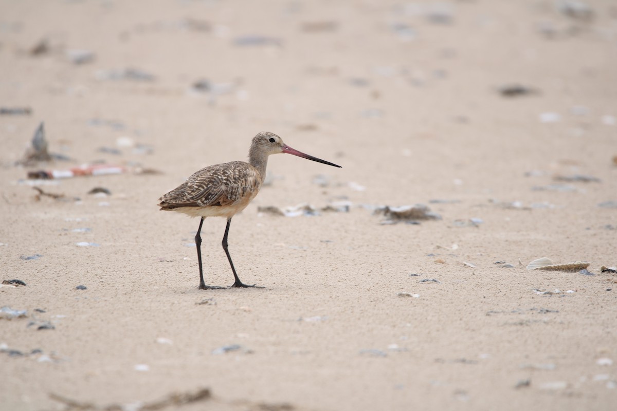 Marbled Godwit - ML638469231