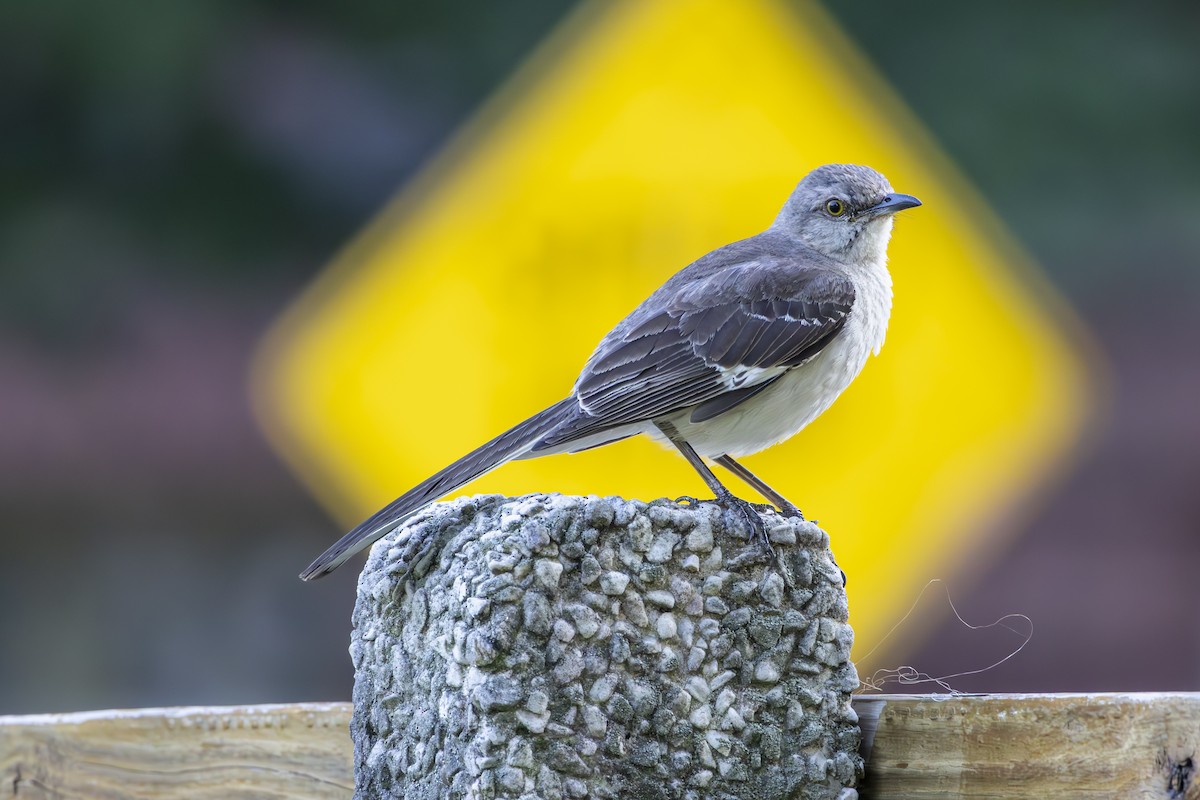 Northern Mockingbird - ML638469243
