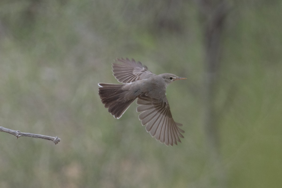 Upcher's Warbler - ML638469271