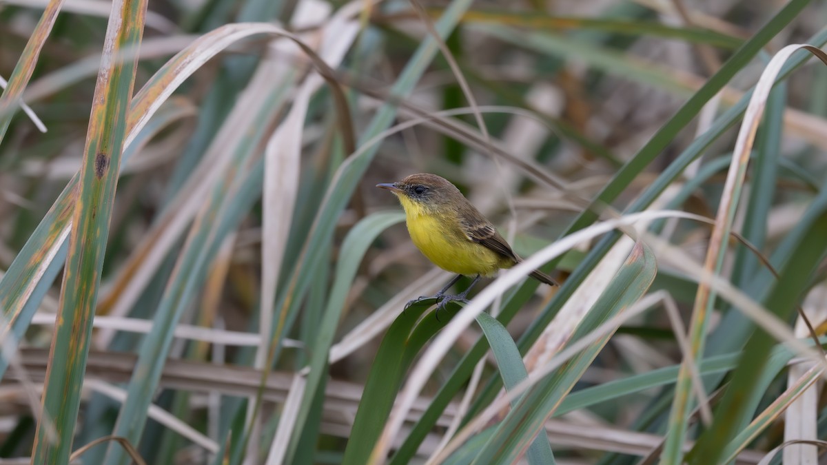 Warbling Doradito - ML638469318
