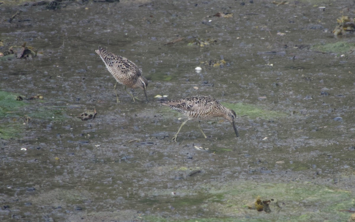 Short-billed Dowitcher - ML638469332