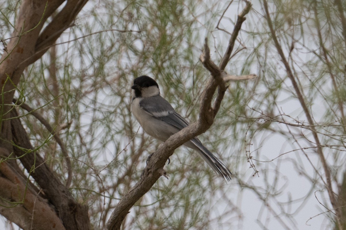 Great Tit (Turkestan) - ML638469333