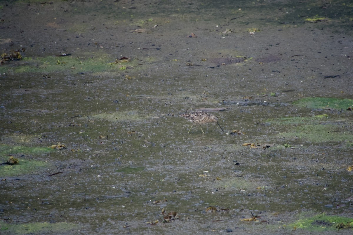 Short-billed Dowitcher - ML638469342