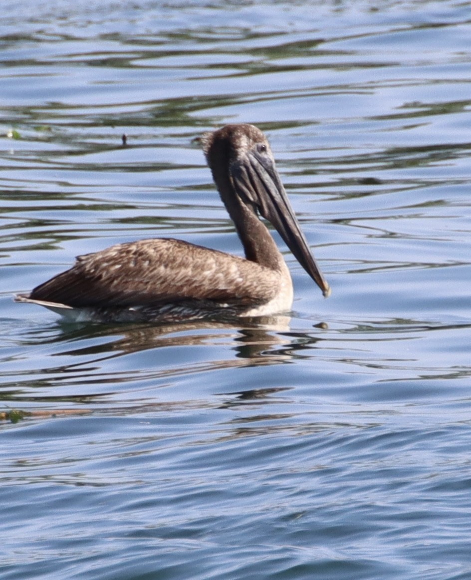 Brown Pelican - ML638469344