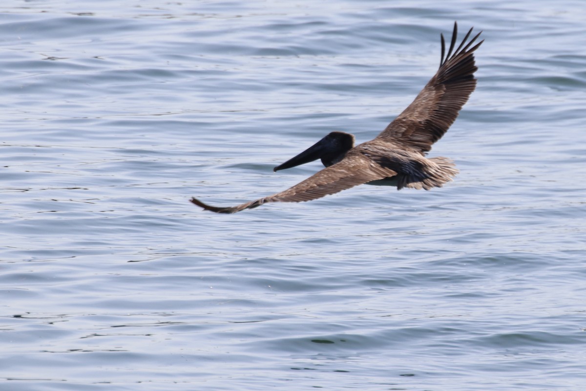 Brown Pelican - ML638469345