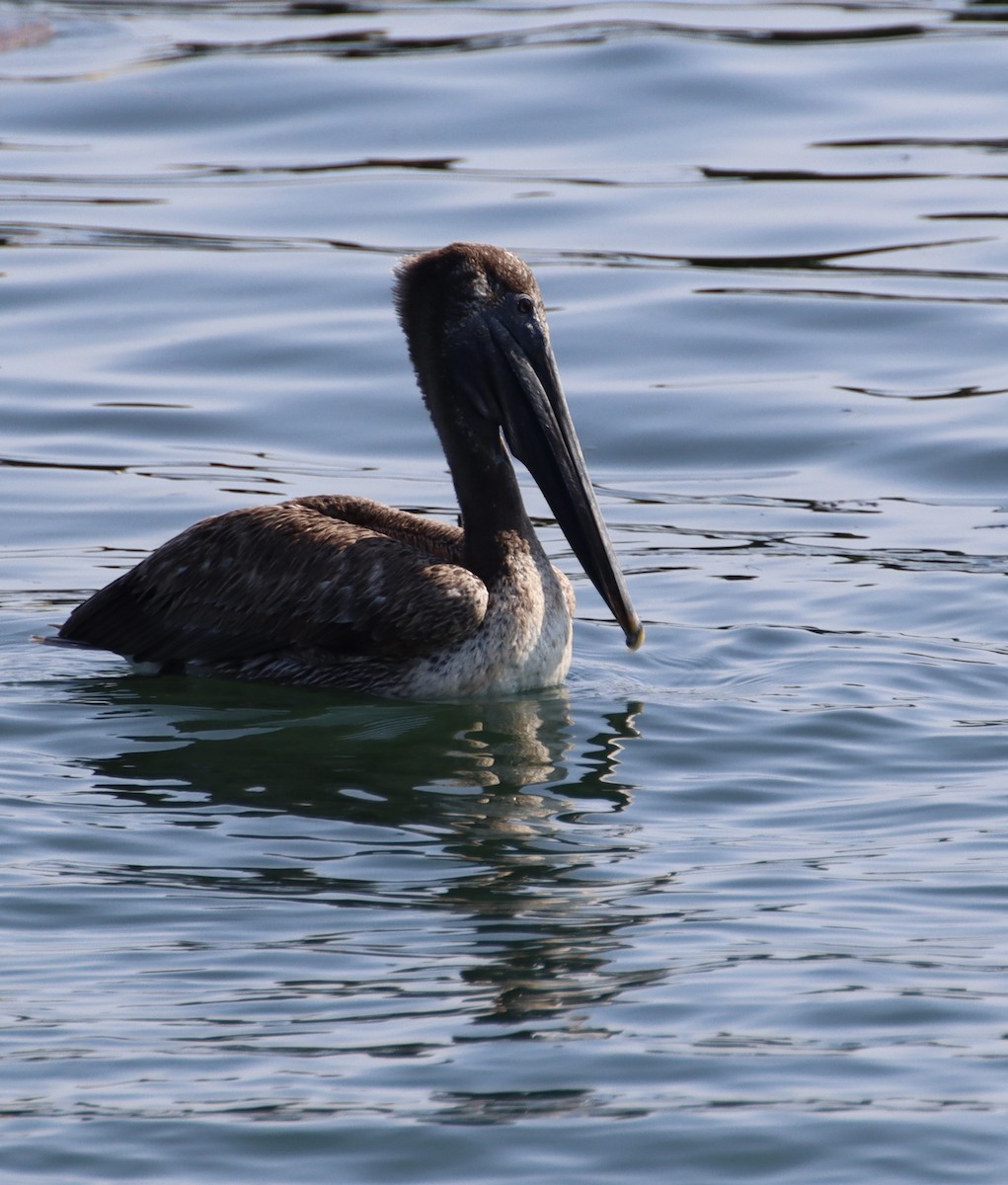 Brown Pelican - ML638469346