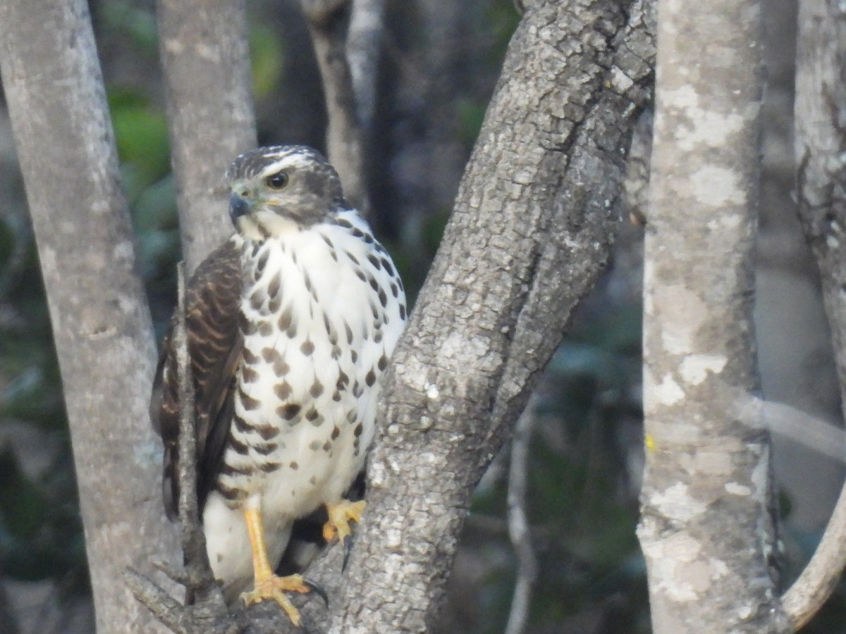 African Goshawk - ML638469347