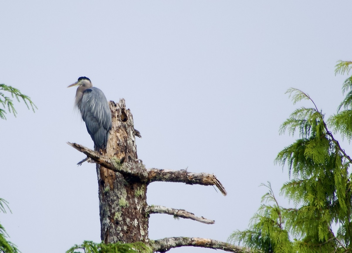 Great Blue Heron - ML638469355