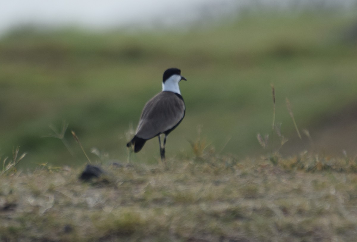 Spur-winged Lapwing - ML638469358