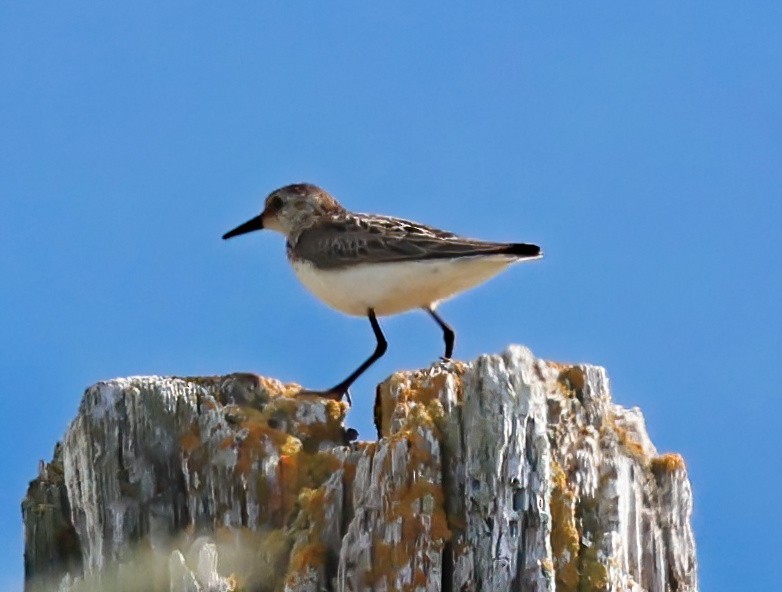 Semipalmated Sandpiper - ML638469404