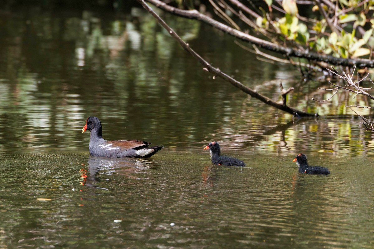 Common Gallinule - ML638469408