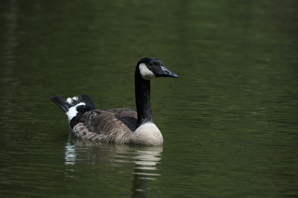 Barnacla Canadiense Grande - ML638469418
