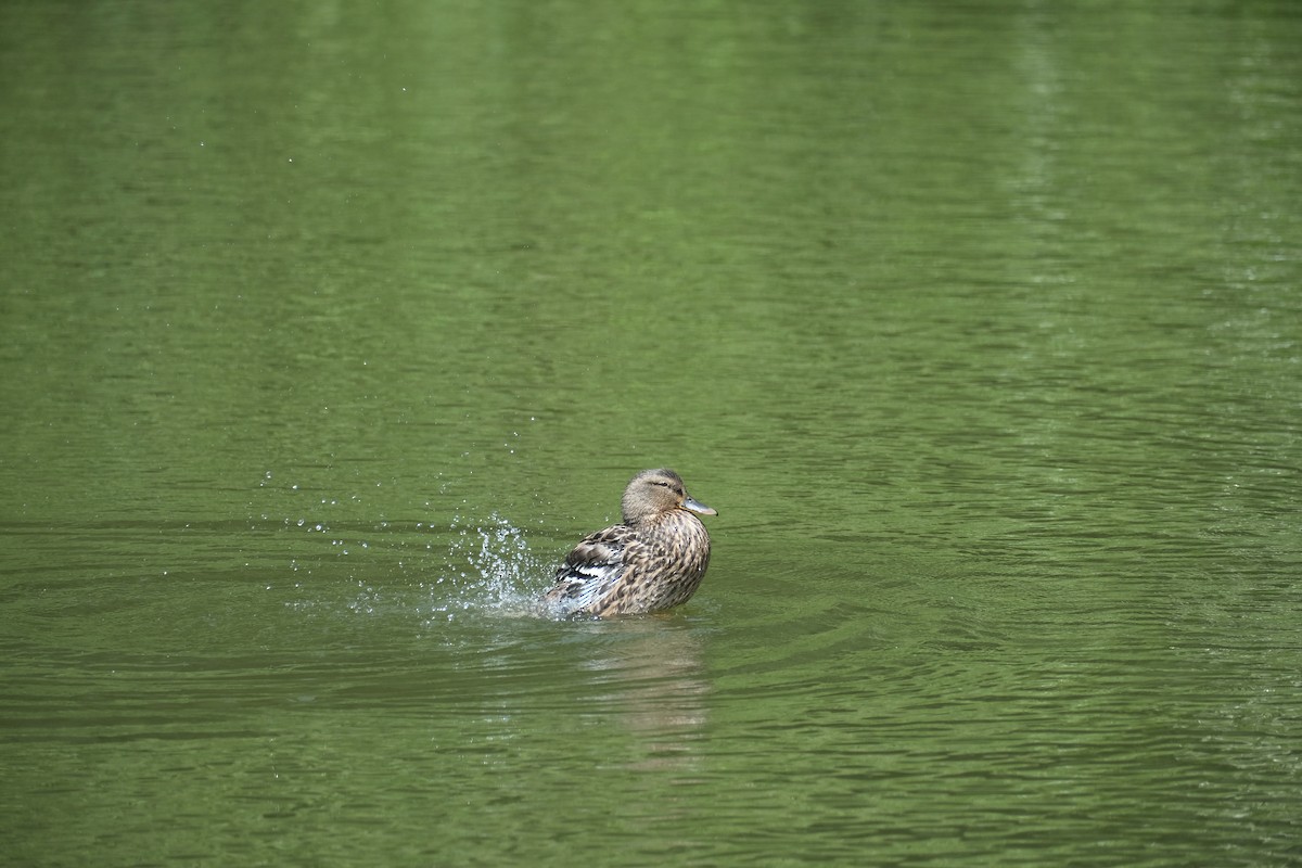 Ánade Azulón - ML638469433