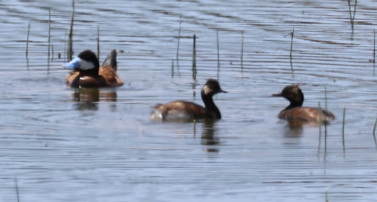 Horned Grebe - ML638469445