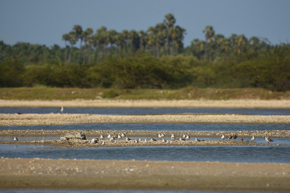 Tibetan Sand-Plover - ML638469446