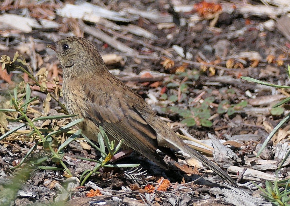 Dark-eyed Junco - ML638469480