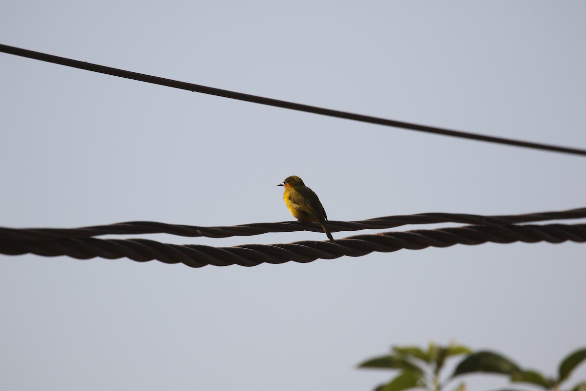 Spectacled Weaver - ML638469487