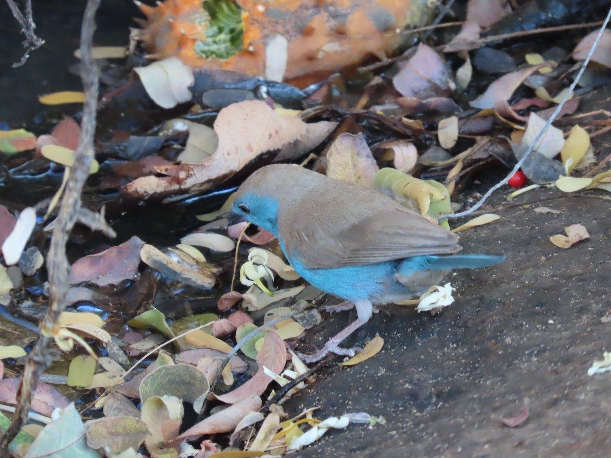 Southern Cordonbleu - ML638469492