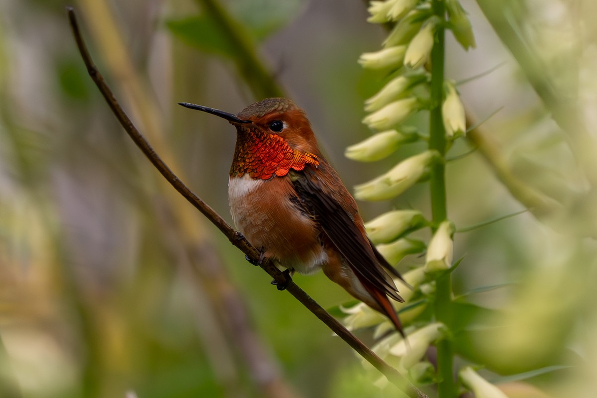 アカフトオハチドリ - ML638469505