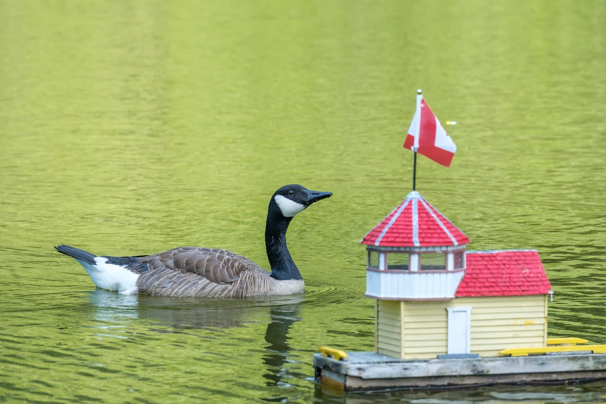 Barnacla Canadiense Grande - ML638469509