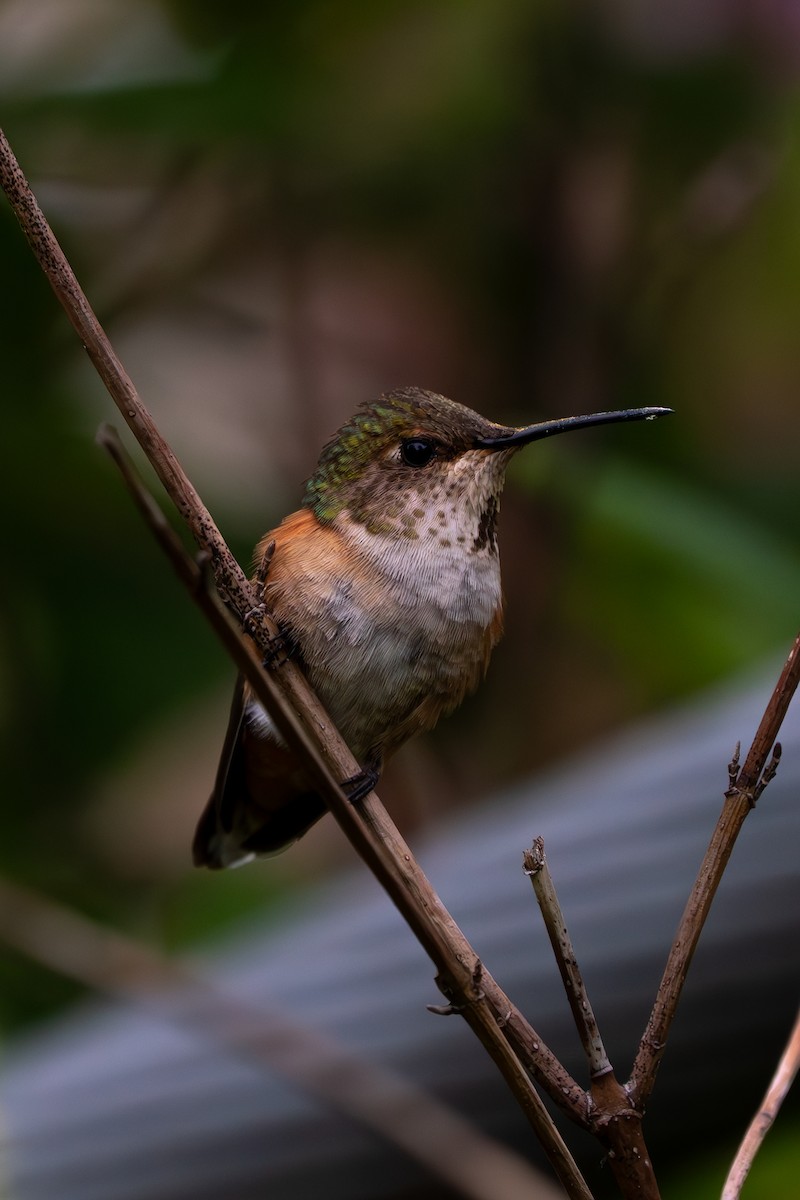 アカフトオハチドリ - ML638469516