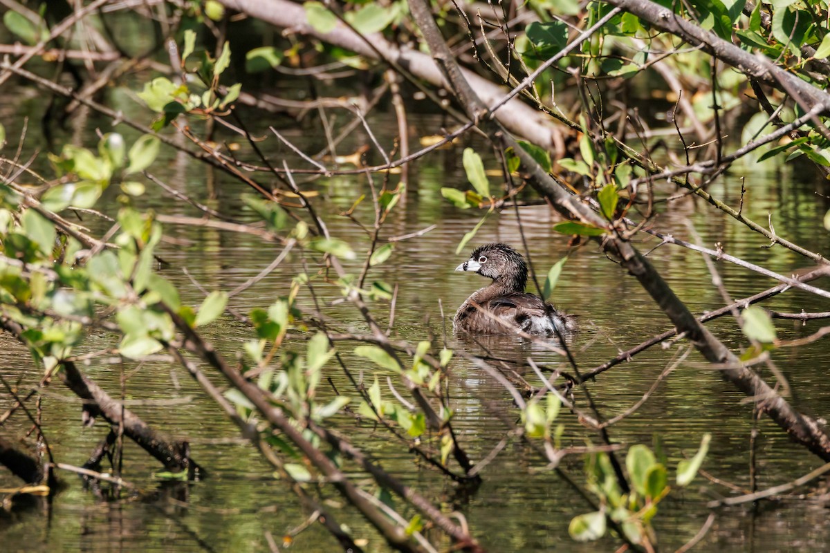 Pied-billed Grebe - ML638469545