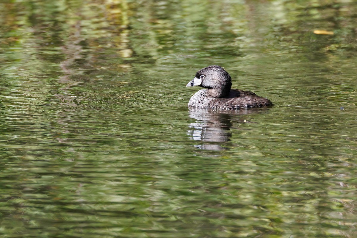Pied-billed Grebe - ML638469546