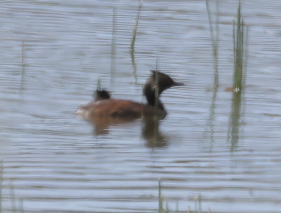 Horned Grebe - ML638469549