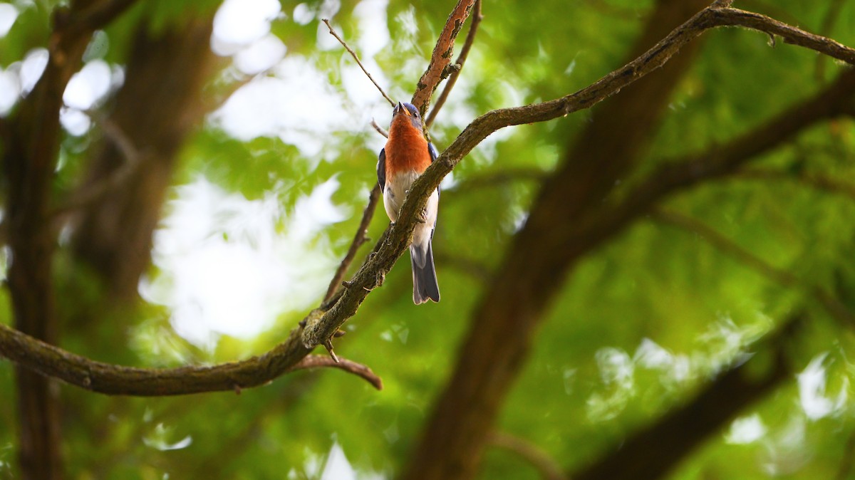 Eastern Bluebird - ML638469575