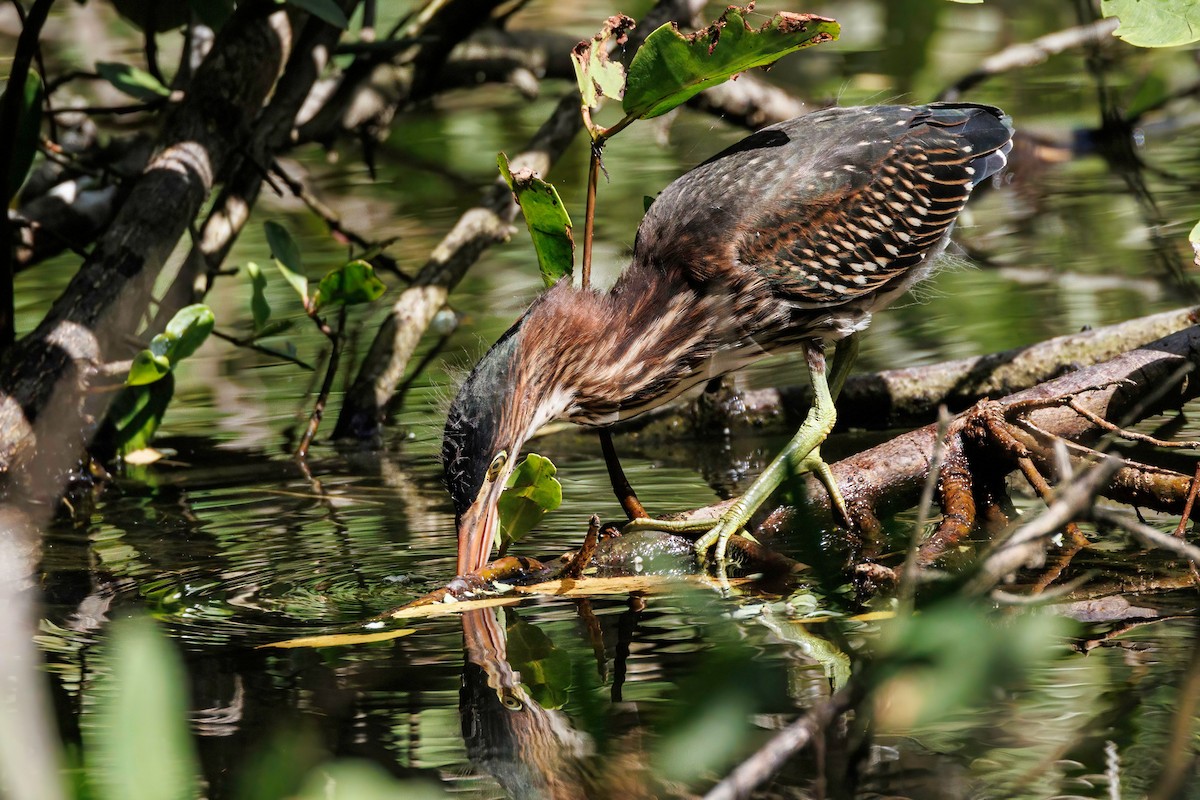 Green Heron - ML638469581