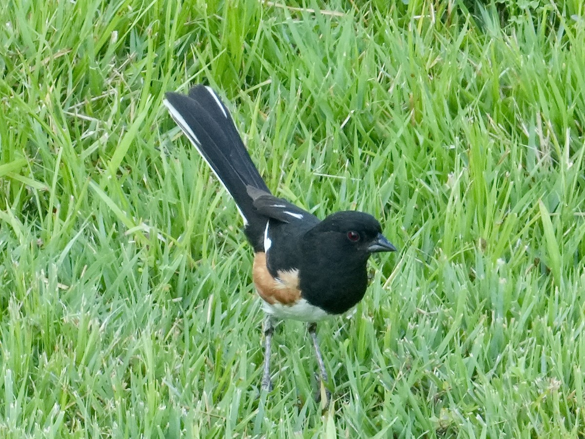 Eastern Towhee - ML638469594