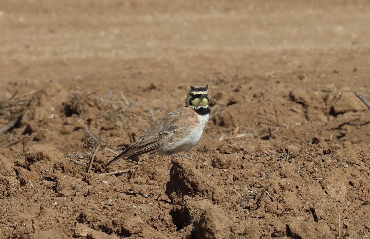 Horned Lark - ML638469664