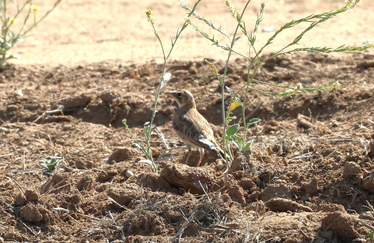 Horned Lark - ML638469665