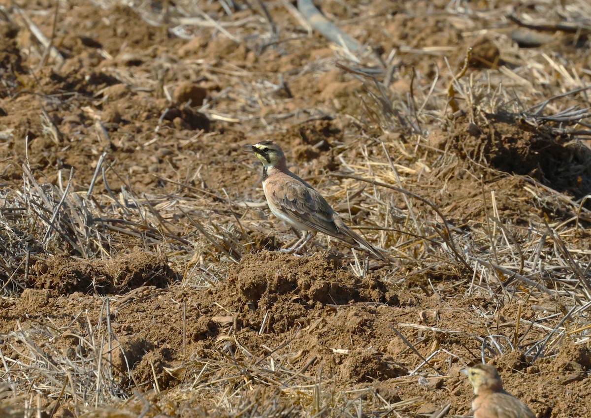 Horned Lark - ML638469666