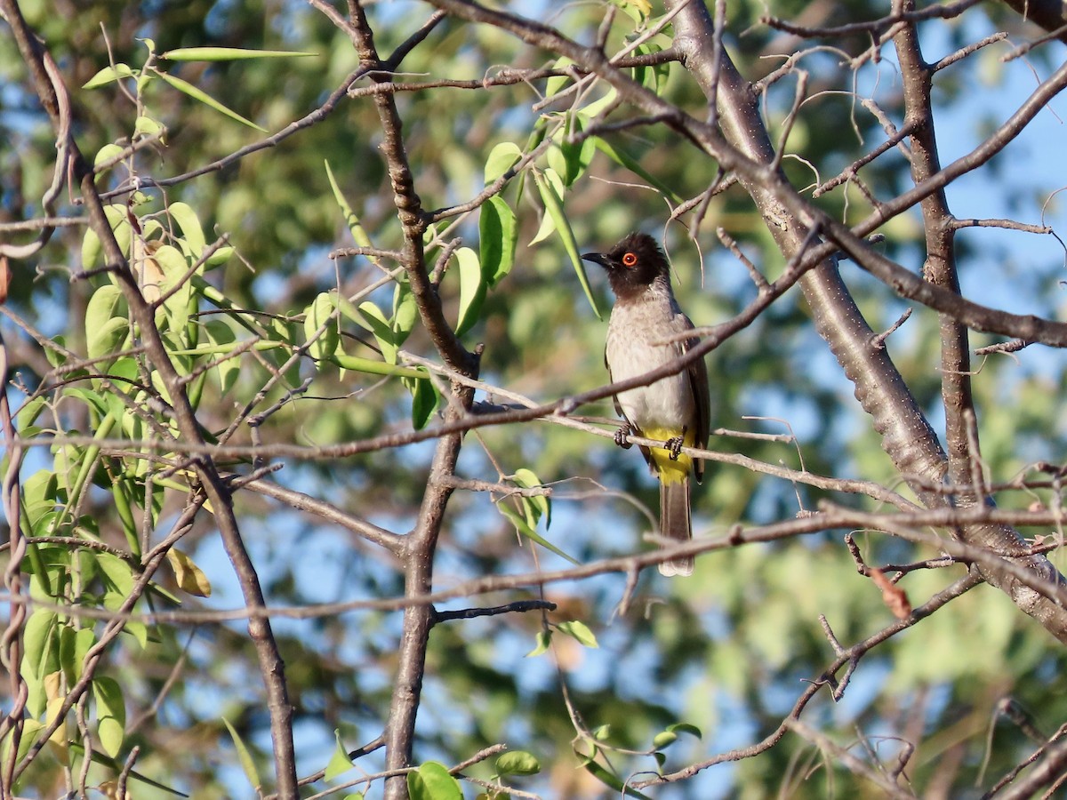 Black-fronted Bulbul - ML638469677
