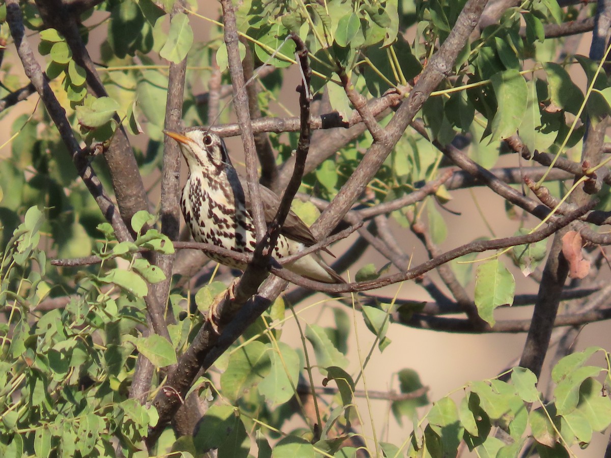 Groundscraper Thrush - ML638469707