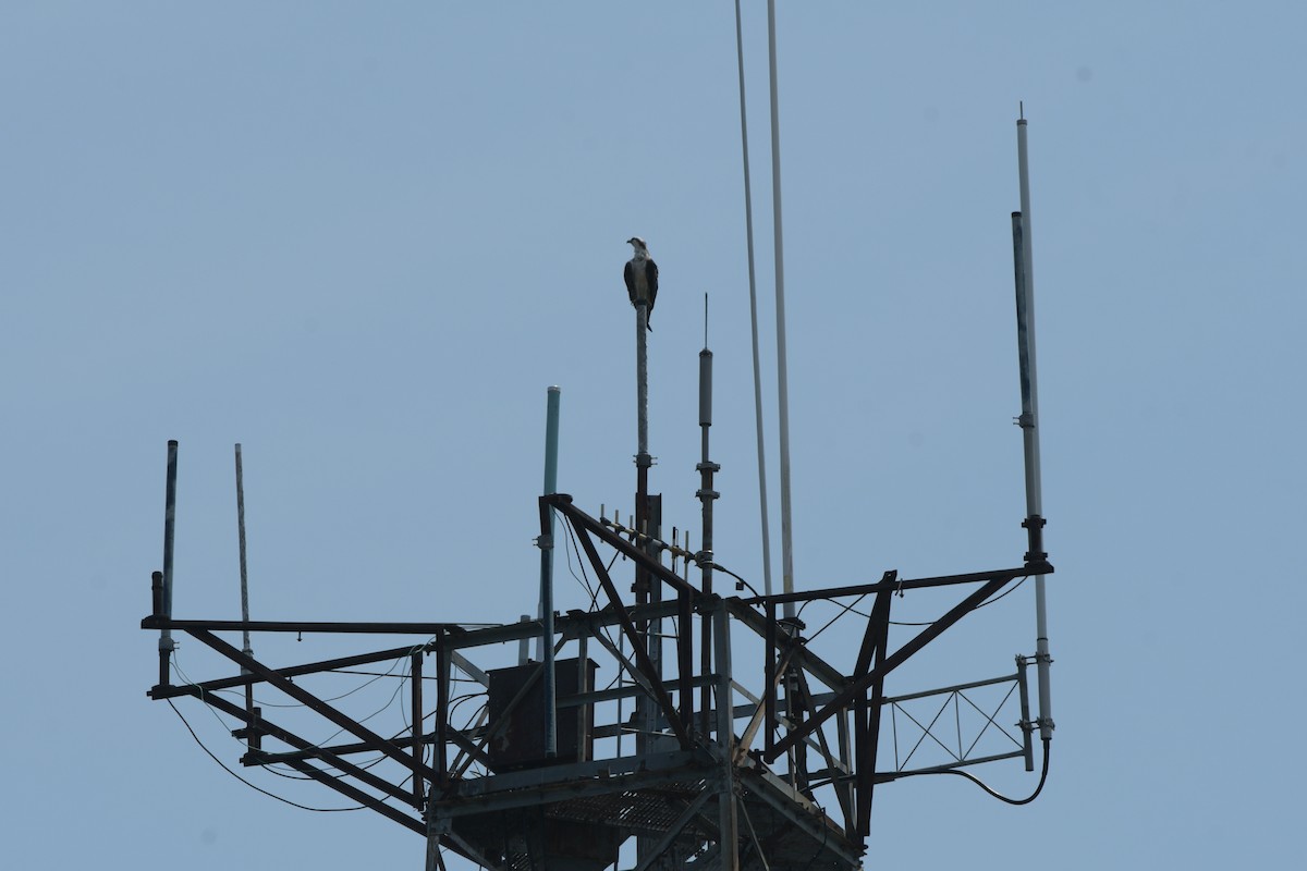 Osprey - ML638469728