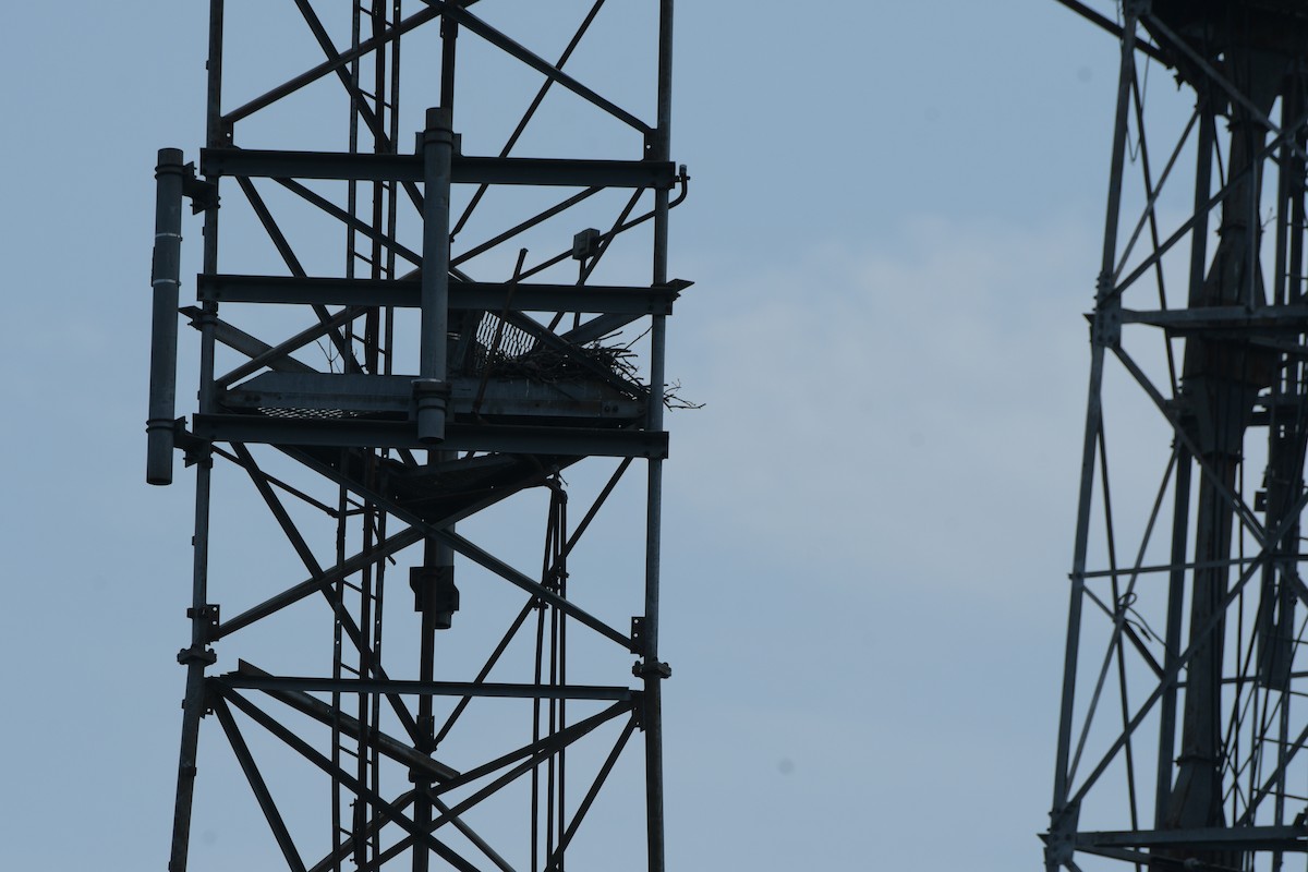 Osprey - ML638469729