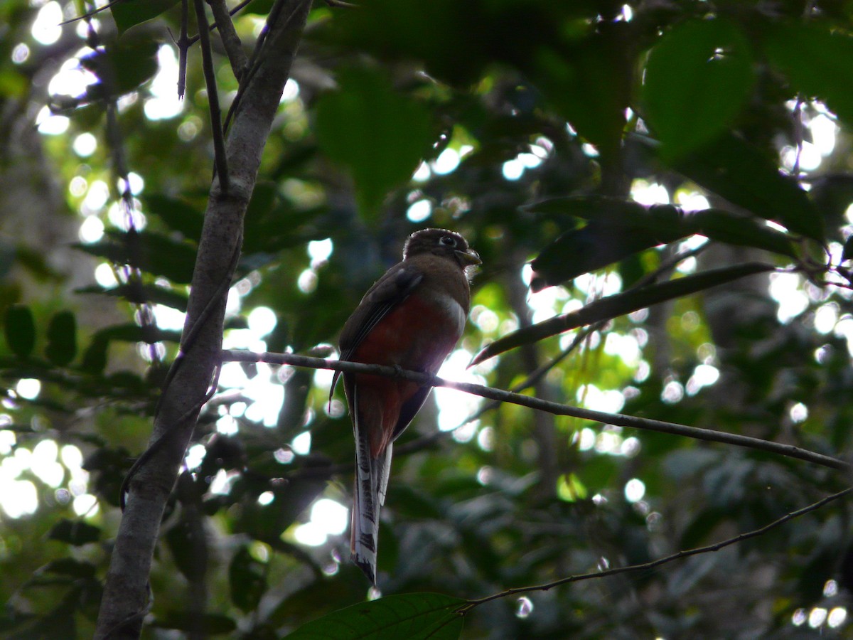 Collared Trogon - ML638469748