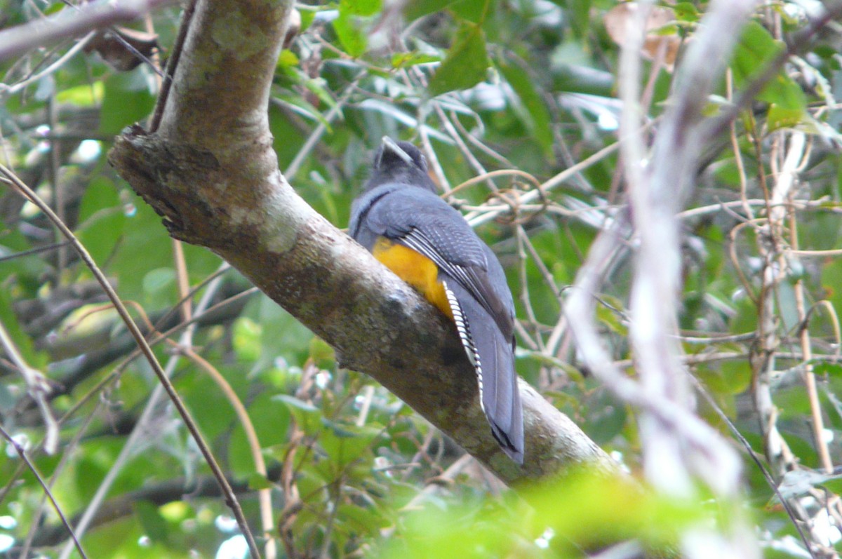 Green-backed Trogon - ML638469760