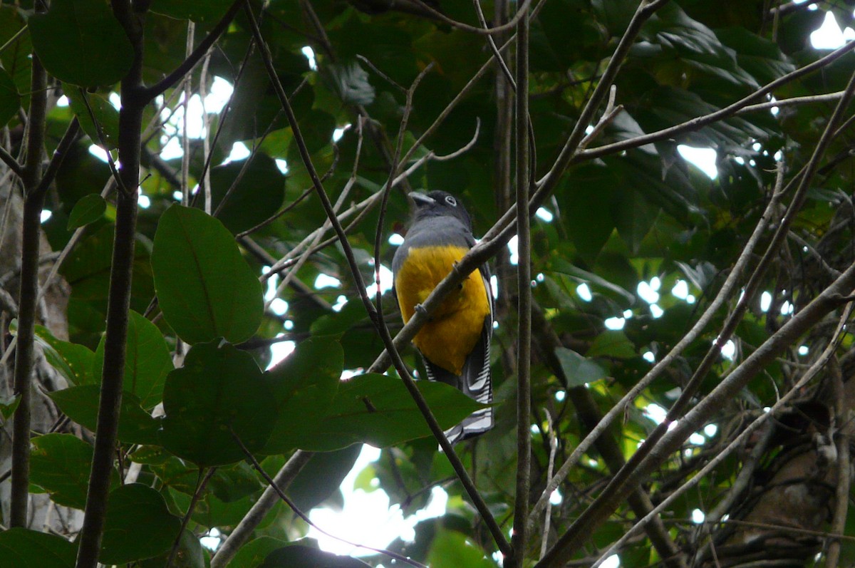 Green-backed Trogon - ML638469761