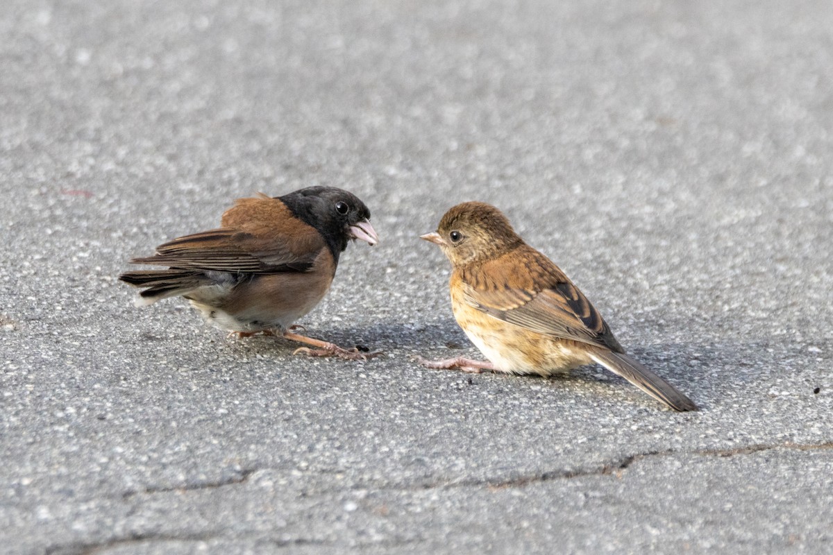 Dark-eyed Junco - ML638469772