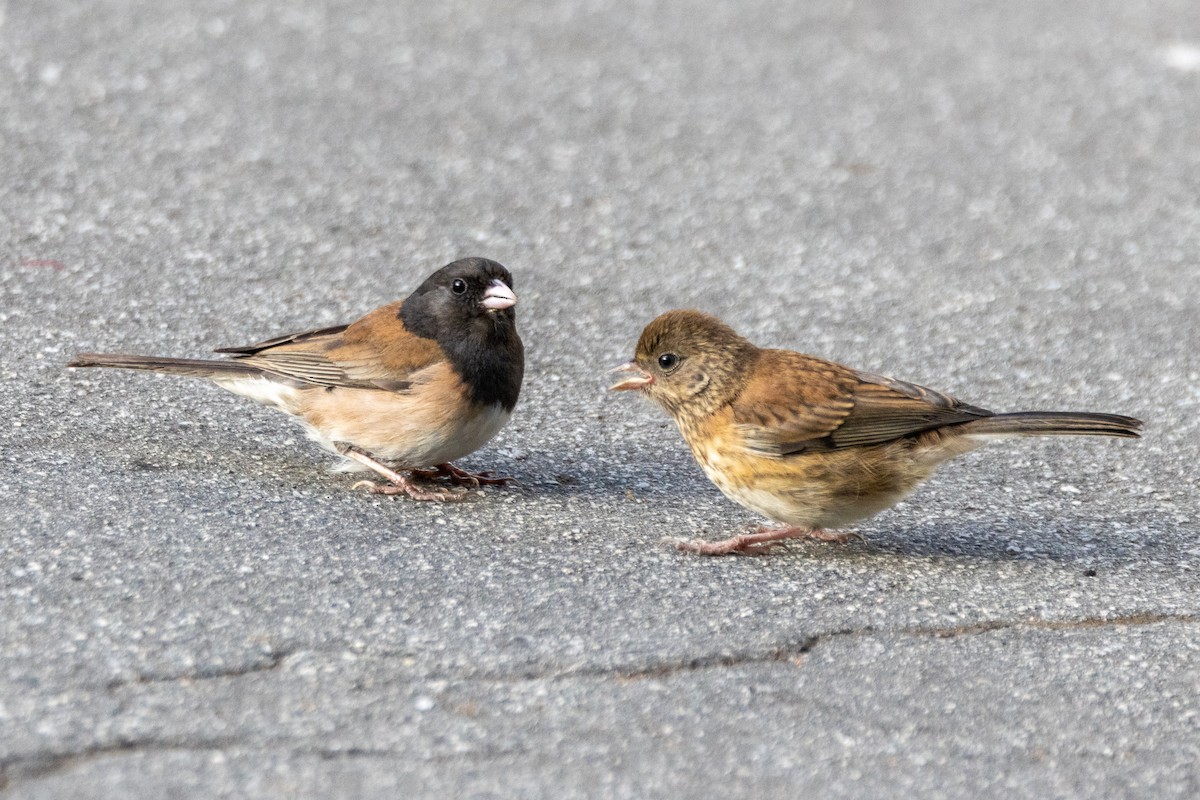 Dark-eyed Junco - ML638469775