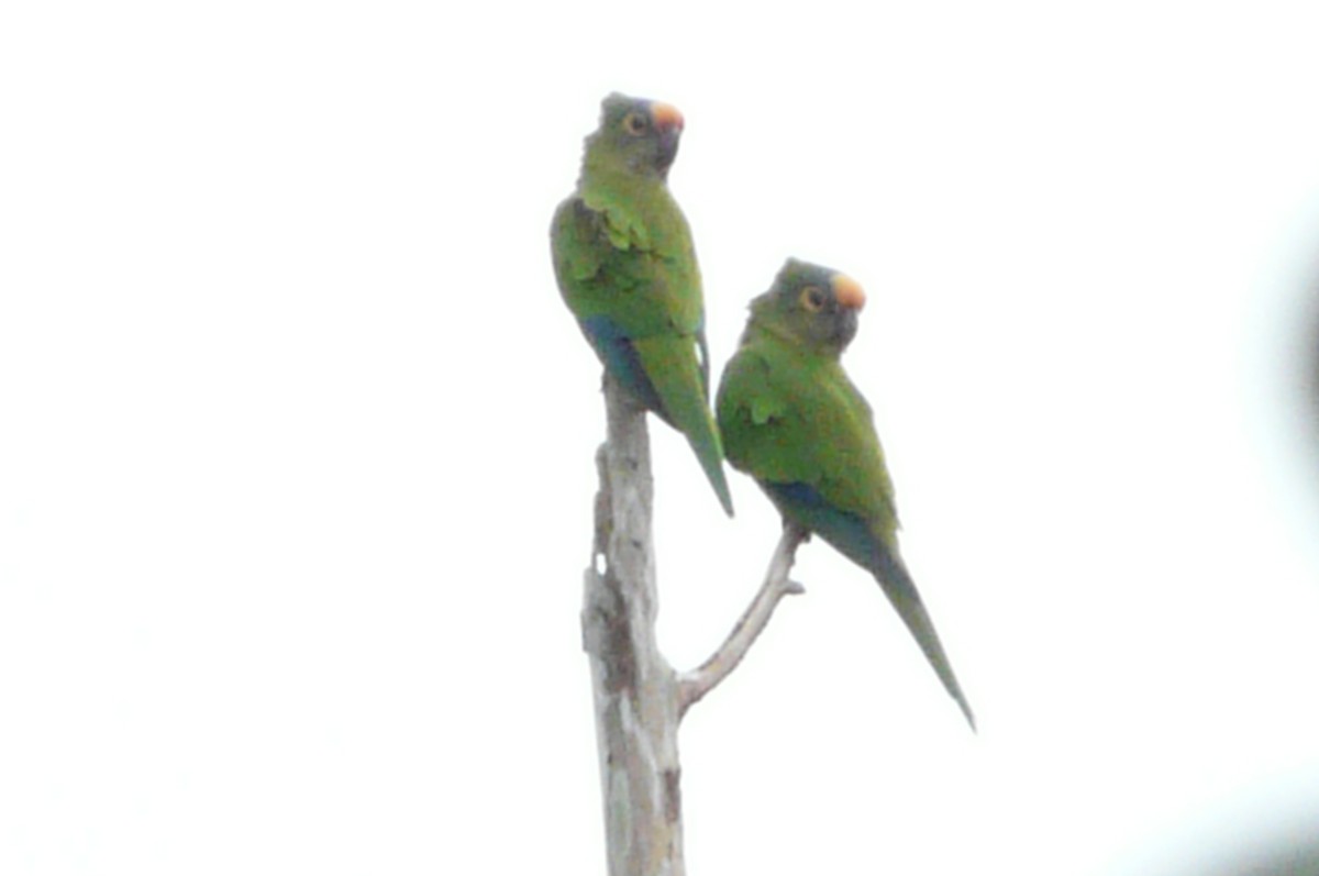 Peach-fronted Parakeet - ML638469780
