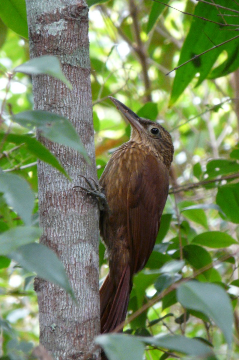 Buff-throated Woodcreeper - ML638469787